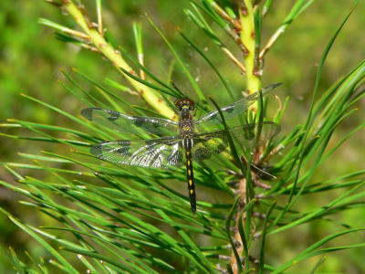 Banded Pennant - Celithemis fasciata
