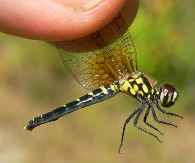 Elfin Skimmer - Nannothemis bella