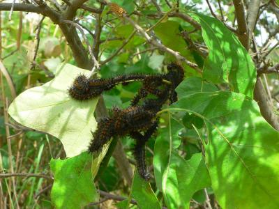 Buck Moth Caterpillars - Hemileuca maia