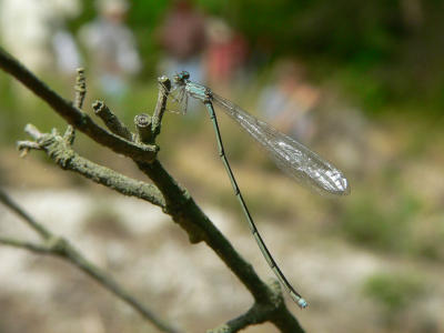 Attenuated Bluet - Enallagma daeckii