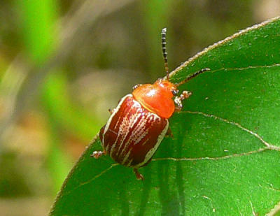 Sumac Flea Beetle - Blepharida rhois