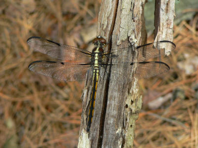 Bar-winged Skimmer - Libellula axilena