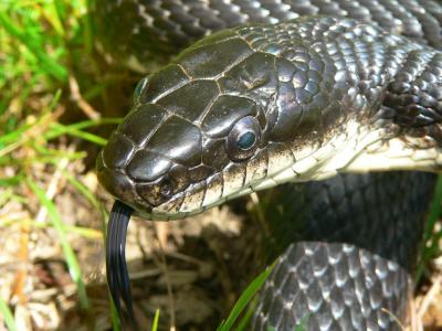 Black Rat Snake - Elaphe obsoleta obsoleta