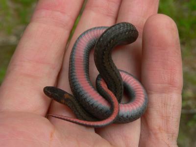 Red-bellied Snake - Storeria occipitomaculata
