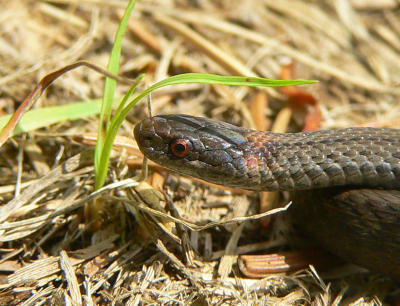 Red-bellied Snake - Storeria occipitomaculata