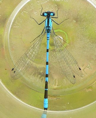 Boreal Bluet - Enallagma boreale