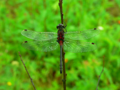 Crimson-ringed Whiteface - Leucorrhinia glacialis