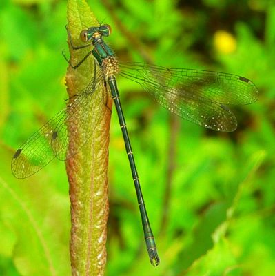 Emerald Spreadwing - Lestes dryas