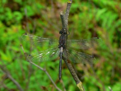 Belted Whiteface - Leucorrhinia proxima