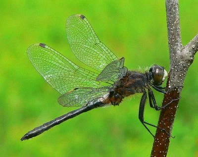 Belted Whiteface - Leucorrhinia proxima