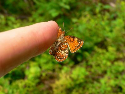 Harris' Checkerspot - Chlosyne harrisii