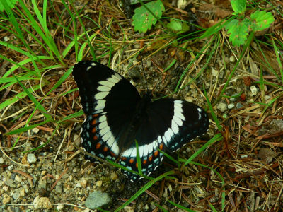 White Admiral - Limenitis arthemis arthemis