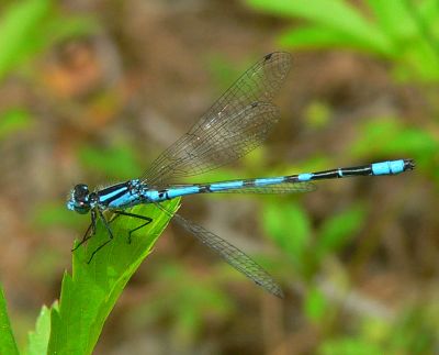 Marsh Bluet - Enallagma ebrium