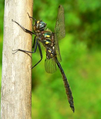 Ocellated Emerald - Somatochlora minor