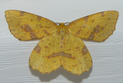 False Crocus Geometer - Xanthotype urticaria