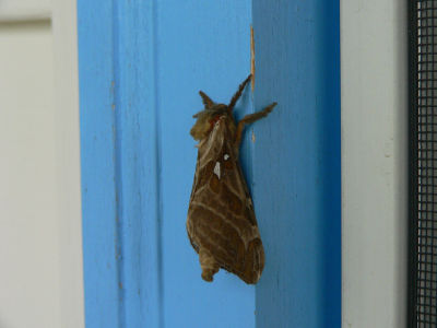 Ghost Moths - Hepialoidea