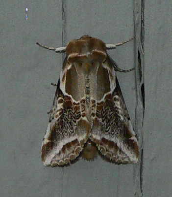 Lettered Habrosyne - Habrosyne scripta