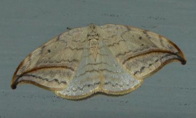 Arched Hooktip - Drepana arcuata