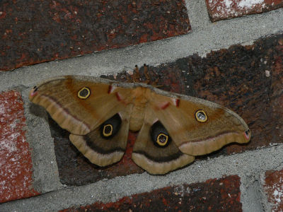 Polyphemus Moth - Antheraea polyphemus