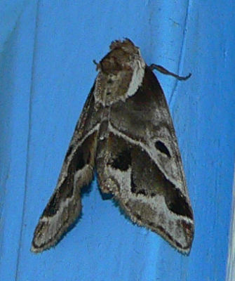 Doubleday's Baileya Moth - Baileya doubledayi