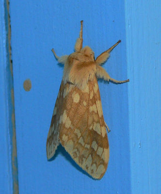 Spotted Tussock Moth - Lophocampa maculata