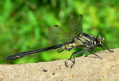 Mustached Clubtail - Gomphus adelphus