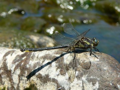 Harpoon Clubtail - Gomphus descriptus
