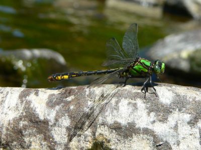 Maine Snaketail - Ophiogomphus mainensis