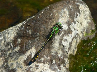 Maine Snaketail - Ophiogomphus mainensis