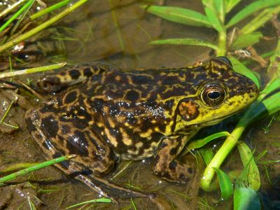 Mink Frog - Lithobates septentrionalis