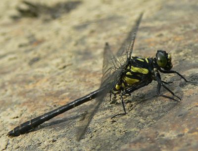 Northern Pygmy Clubtail - Lanthus parvulus