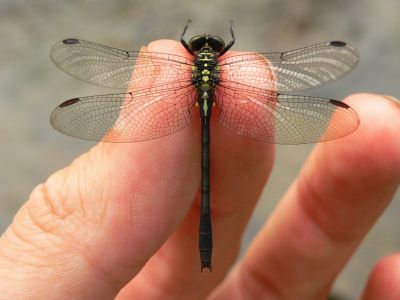 Northern Pygmy Clubtail - Lanthus parvulus