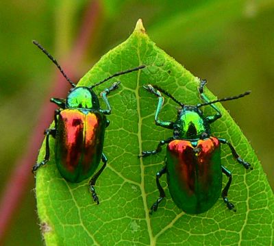 Dogbane Beetles - Chrysochus auratus