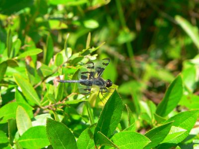 Banded Pennant - Celithemis fasciata