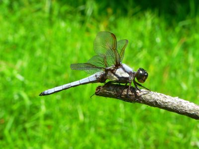 Yellow-sided Skimmer - Libellula flavida
