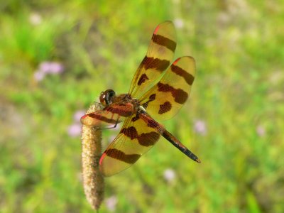 Halloween Pennant - Celithemis eponina