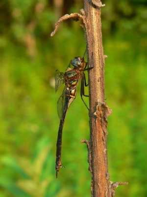 Clamp-tipped Emerald - Somatochlora tenebrosa