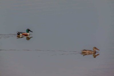 Mister and Misses Shoveler.jpg