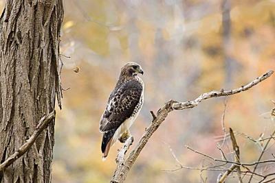 Red Tailed Hawk.jpg