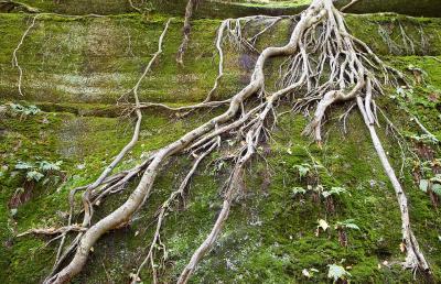 Roots *.jpg
