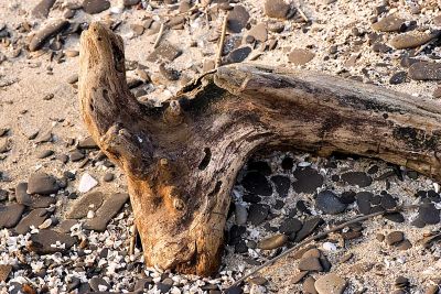 Giraffe-Drift-Wood.jpg