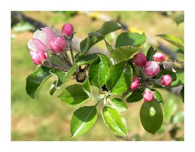 Apple tree flowers in Normandie