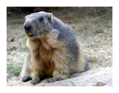 Marmot