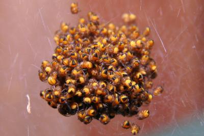 Baby spider ball