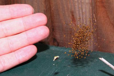 Baby spiders scale