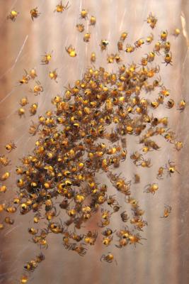 Baby spiders scatter