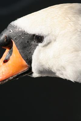 Swan Closeup