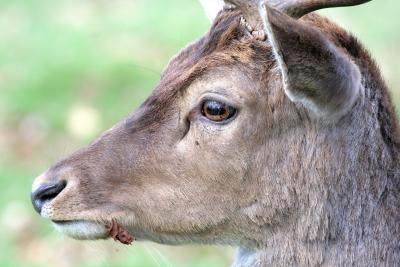 Deer Doe closeup