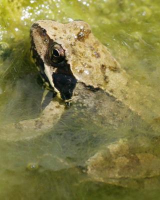 Froggie closeup
