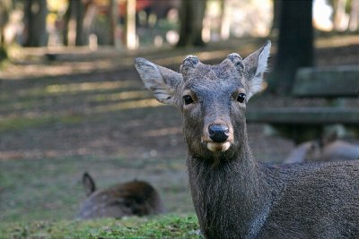 Nara